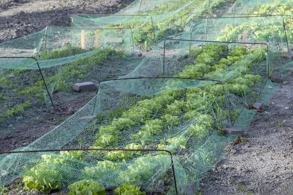 Salatbeete mit Vogelschutznetzen